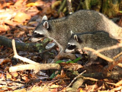 Wildlife Removal Services